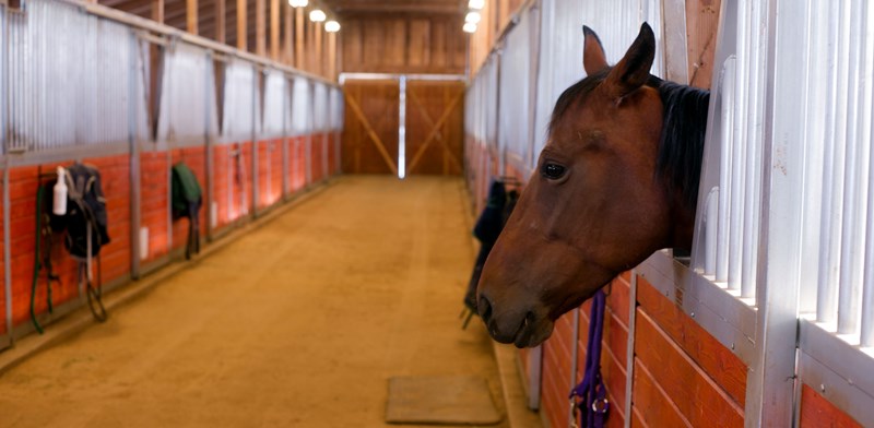 Paardensportaccommodatie geen onderdeel eigen woning